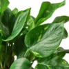 Pothos ‘Golden’ – 6″ Pot – NURSERY POT ONLY -Green Garden Life Store 61aa0b49 affb 5f66 94cd a519ccb39e77 aa9c7c5b 3fd0 483c b575 27f02ecebb16
