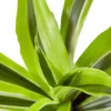 Dracaena Deremensis ‘Lemon Surprise’ – 4″ Pot – NURSERY POT ONLY -Green Garden Life Store 690947b5 f9bc 50d5 b000 0d3ec2e95871 baa8381c 25ef 4dde ae55 eadd8c9bb2d2