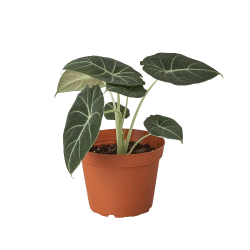Alocasia Reginula ‘Black Velvet’ – 4″ Pot – NURSERY POT ONLY 4 Alocasia Reginula ‘Black Velvet’ – 4″ Pot – NURSERY POT ONLY - Image 2