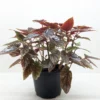 Begonia ‘Corallina’ -Green Garden Life Store 6 BEGONIA BLACK.MAGIC 7e680789 130c 487a a186 63bf95e646b8 1 scaled 1