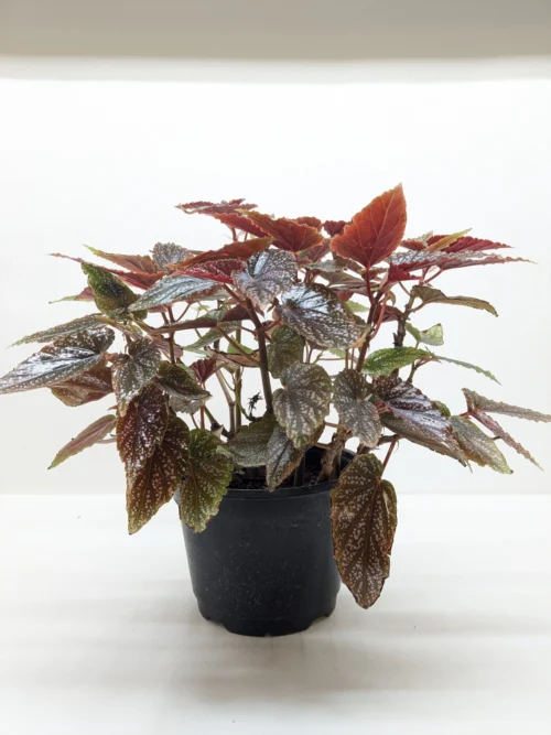 Begonia ‘Corallina’