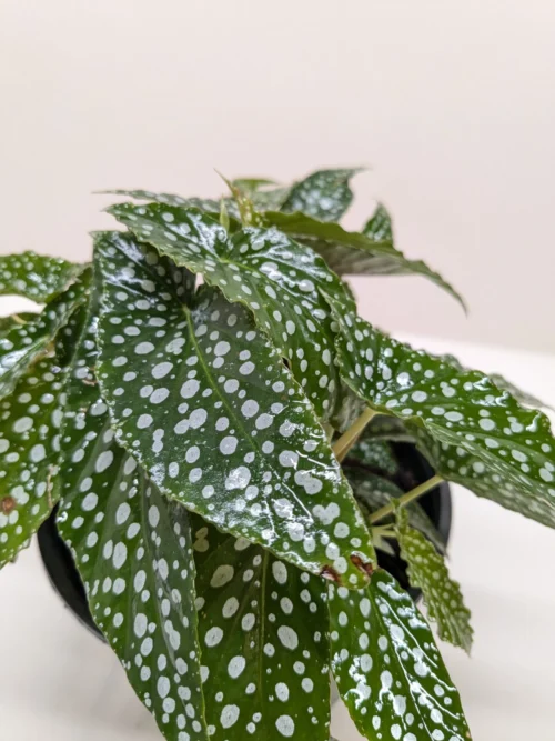 Begonia ‘White Ice’