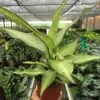 Dieffenbachia ‘Camouflage’ -Green Garden Life Store 6 DIEFFENBACHIA CAMOUFLAGE TEMP f8f721d8 c40c 4dd7 a4c6 c0bbbb15eb1d scaled 1