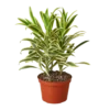 Dracaena ‘Song Of India’ – 6″ Pot – NURSERY POT ONLY -Green Garden Life Store 6 DRACAENA SONG.OF .INDIA 1
