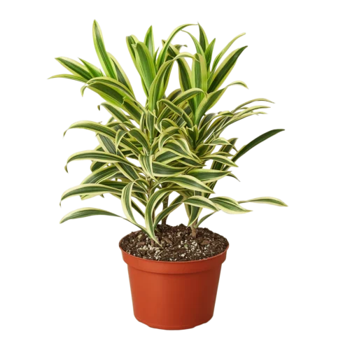 Dracaena ‘Song Of India’ – 6″ Pot – NURSERY POT ONLY