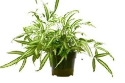 Pteris Cretica ‘Albo Fern’ -Green Garden Life Store 6 FERN ALBO 1