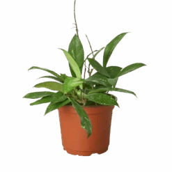 Hoya ‘Publicalyx’ -Green Garden Life Store 6 HOYA PUBLICALYX 1 removebg preview