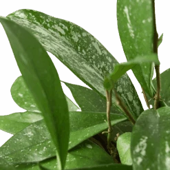 Hoya ‘Publicalyx’ -Green Garden Life Store 6 HOYA PUBLICALYX 2 removebg preview