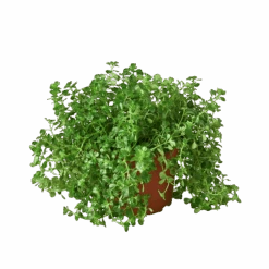 Nettle ‘Baby’s Tear’ 8 Nettle ‘Baby’s Tear’ -Green Garden Life Store 6 NETTLE BABY.TEAR 1