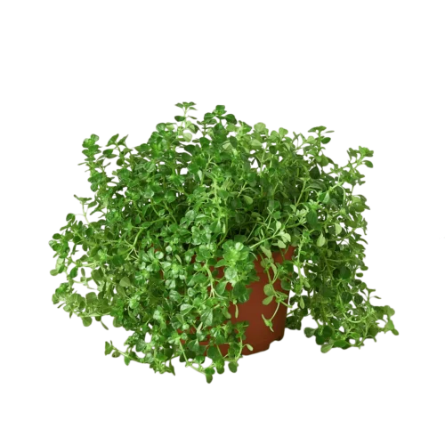 Nettle ‘Baby’s Tear’ -Green Garden Life Store 6 NETTLE BABY.TEAR 1