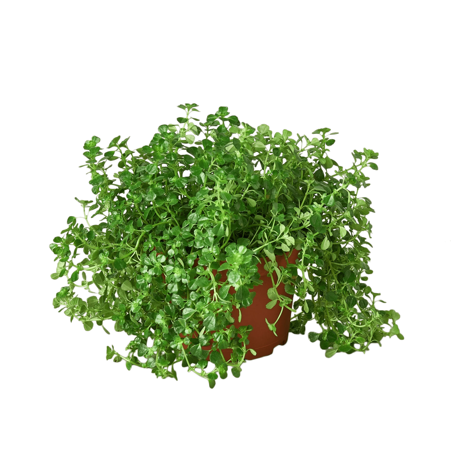 Nettle ‘Baby’s Tear’ 5 Nettle ‘Baby’s Tear’ - Image 3