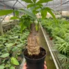 Money Tree ‘Guiana Chestnut’ Pachira Stump -Green Garden Life Store 6 PACHIRA STUMP TEMP scaled 1