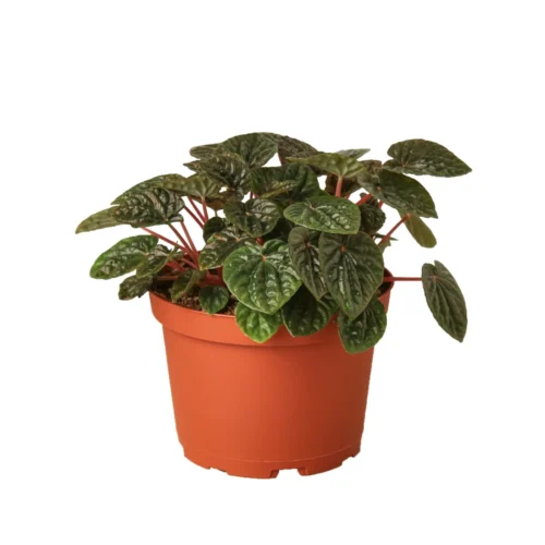 Peperomia ‘Ripple Red’ – 6″ Pot – NURSERY POT ONLY