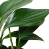 Philodendron ‘Dragon Tail’ -Green Garden Life Store 6 PHILODENDRON DRAGON.TAIL 2