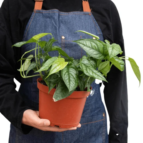 Philodendron ‘Siltepecana’ -Green Garden Life Store 6 PHILODENDRON SILTEPECANA 3