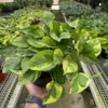 Pothos ‘Lemon Meringue’ -Green Garden Life Store 6 POTHOS LEMON.MARINGUE TEMP 2.23.24 scaled 1