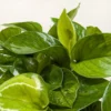 Pothos ‘Lemon Top’ -Green Garden Life Store 6 POTHOS LEMON TOP 2