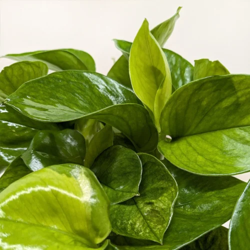 Pothos ‘Lemon Top’