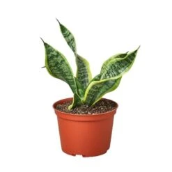 Snake Plant Twist -Green Garden Life Store 6 SNAKE Twist 1da4928a d0f2 4883 940b be69f6f4c4d0