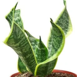 Snake Plant Twist -Green Garden Life Store 6 SNAKE Twist DETAIL e95c788b 6480 4e74 bf8c 95a11edf5835