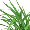 Spider Plant ‘Green’ -Green Garden Life Store 6 SPIDER GREENDETAIL