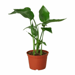 White Bird Of Paradise ‘Strelitzia Nicolai’ -Green Garden Life Store 6 STRELITZIA BIRD.OF .PARADISE 1 removebg preview