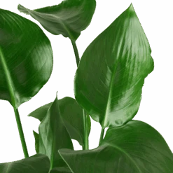 Green Garden Life Store 9 Green Garden Life Store -Green Garden Life Store 6 STRELITZIA BIRD.OF .PARADISE 2 removebg preview