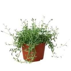 Succulent ‘String Of Dolphins’ -Green Garden Life Store 6 SUCC SENECIO STRING.OF .DOLPHINS 1