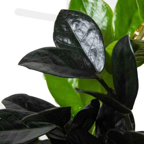 ZZ Zamioculcas ‘Black Raven’