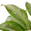 Chinese Evergreen ‘Silver Bay’ – 4″ Pot – NURSERY POT ONLY -Green Garden Life Store 6b1ac468 00c2 568e a8de d97275cbf221 bd4035bb 8760 48a5 94de f8ee2a3d5708