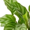 Calathea Concinna ‘Freddie’ -Green Garden Life Store 6c46716d a46c 581a a38d 1cb4799e9331