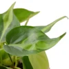 Philodendron ‘Brasil’ -Green Garden Life Store 6d22f8af fbec 5b7f 977b 0913687c4b3e