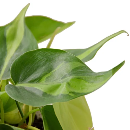 Philodendron ‘Brasil’