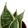 Snake Plant Laurentii Dwarf -Green Garden Life Store 6d67ac9a 770e 5d60 adb5 413b605c4df8