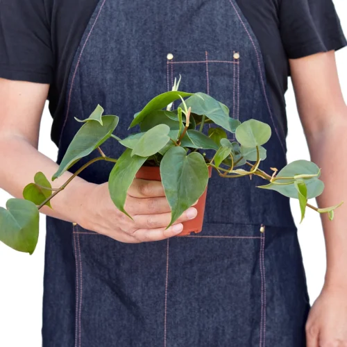 Philodendron Cordatum Heartleaf – 4″ Pot – NURSERY POT ONLY -Green Garden Life Store 7162f127 3d73 501e 8d3c 12835ce6c813 17783435 691e 442b 88c4 5db79ae2399a