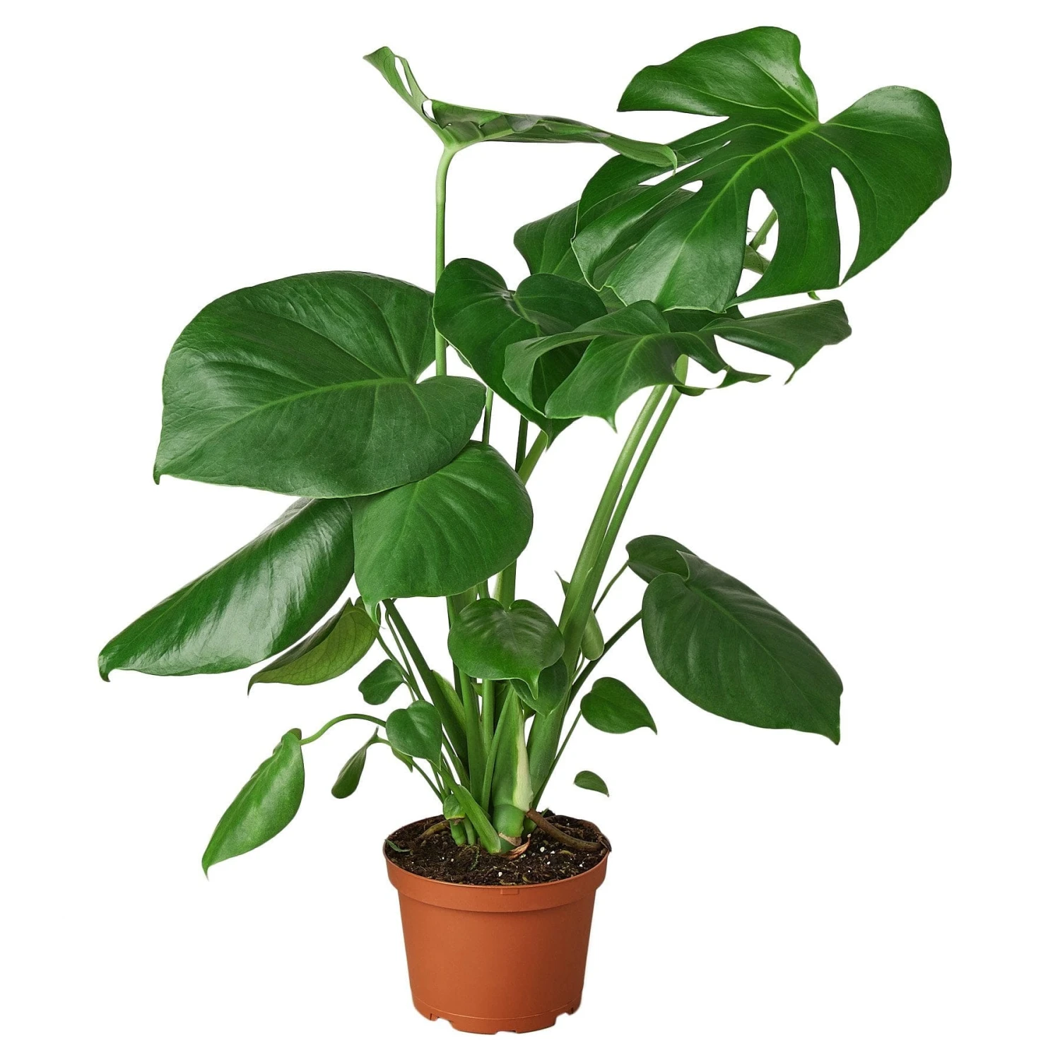 Philodendron Monstera Split-Leaf 4 Philodendron Monstera Split-Leaf - Image 2