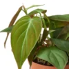 Philodendron ‘Velvet’ -Green Garden Life Store 726a579a 63bd 5b90 bb1c 94917f76e900