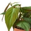 Philodendron ‘Velvet’ – 4″ Pot – NURSERY POT ONLY