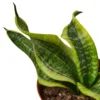 Snake Plant Twist -Green Garden Life Store 729a7ea2 3991 5cf9 ab44 388fa164d32c