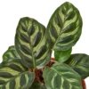 Calathea ‘Makoyana’ -Green Garden Life Store 74c7c668 8244 5765 b9b7 f2949dc07e49