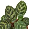 Calathea ‘Makoyana’ – 4″ Pot – NURSERY POT ONLY -Green Garden Life Store 74c7c668 8244 5765 b9b7 f2949dc07e49 db991244 bd3f 4466 bb38 88fdf20370bd