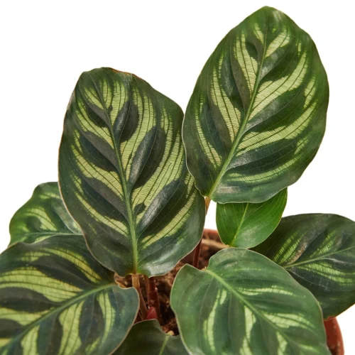 Calathea ‘Makoyana’ – 6″ Pot – NURSERY POT ONLY