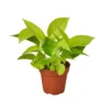 Pothos ‘Neon’ – 4″ Pot – NURSERY POT ONLY -Green Garden Life Store 764b04b7 26a9 515b b327 c7b34cb758cb 48f91aaa c0de 4695 9b3d 75fe4dbdc01f