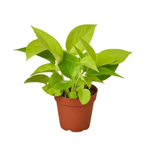 Pothos ‘Neon’ – 4″ Pot – NURSERY POT ONLY