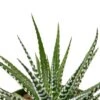 Zebra Succulent -Green Garden Life Store 77d9e46c e4be 54b8 b4ad f7990bf8991e