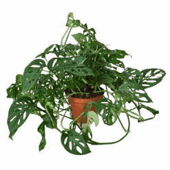 Monstera Adansonii ‘Swiss Cheese’ – 4″ Pot – NURSERY POT ONLY -Green Garden Life Store 783f50e1 a338 58bf 826e 62e4f9a9b781 cf851bfe bea9 44ad b474 48f6d67d6bdd