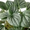 Peperomia ‘Frost’ – 6″ Pot -Green Garden Life Store 78723fea f240 5ed6 bad6 fca355c5c6bb 65a8a77e ffea 417d abc0 c52e08ac6ea4