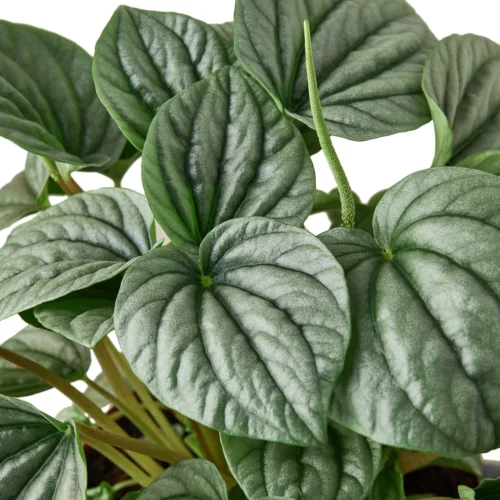Peperomia ‘Frost’ – 6″ Pot