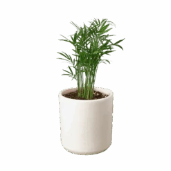 Parlor Palm -Green Garden Life Store 7bde1dc2 feb6 5995 a34c 0c0cdf5fadb1 1a1ae7d5 f994 469b 8636 f3ebb3a9195e