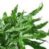 Fern ‘Kangaroo Paw’ – 4″ Pot – NURSERY POT ONLY -Green Garden Life Store 7dac72b4 f44c 5679 a6cd bbcc8d1f8e45 99193d1f 2e53 406d b3f7 0de60be4d772